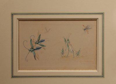 Studi umoristici raffiguranti insetti, disegno a guazzo firmato intorno al 1910