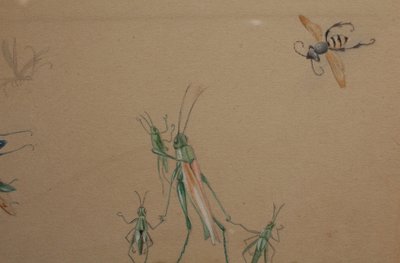 Humorvolle Studien zur Darstellung von Insekten, Gouachezeichnung signiert um 1910