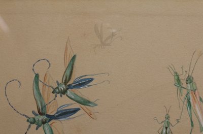 Studi umoristici raffiguranti insetti, disegno a guazzo firmato intorno al 1910