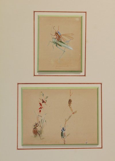 2 humorous studies representing insects in gouache signed between 1910 and 1920