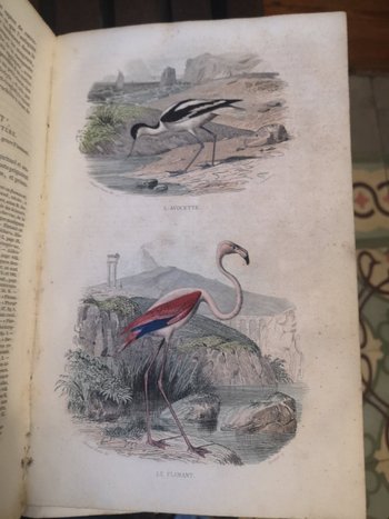 Complete Works of Buffon - Printed by H. Fournier et Cie. - 1840