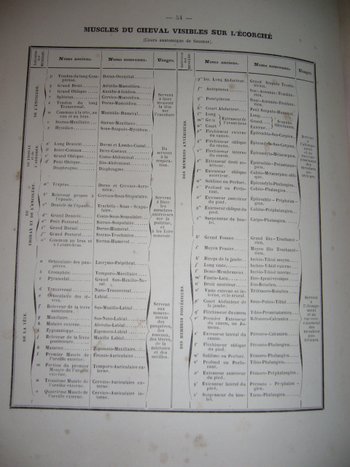 On horseback riding and stud farms by Count Savary de Lancosmes- Breves 1843