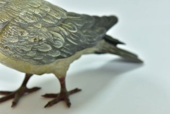             Pigeon Biset Bronze De Vienne taille réelle Geschultz époque XIXème            