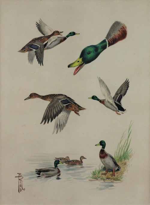 RIAB Boris, Study Of Mallard Ducks, Signed Watercolor