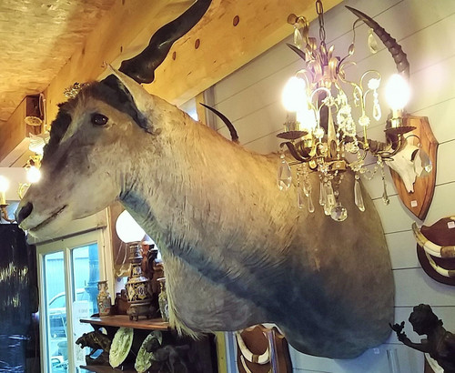 Taxidermie Cabinet de curiosité Trophée de chasse africaine buste d'élan du Cap 