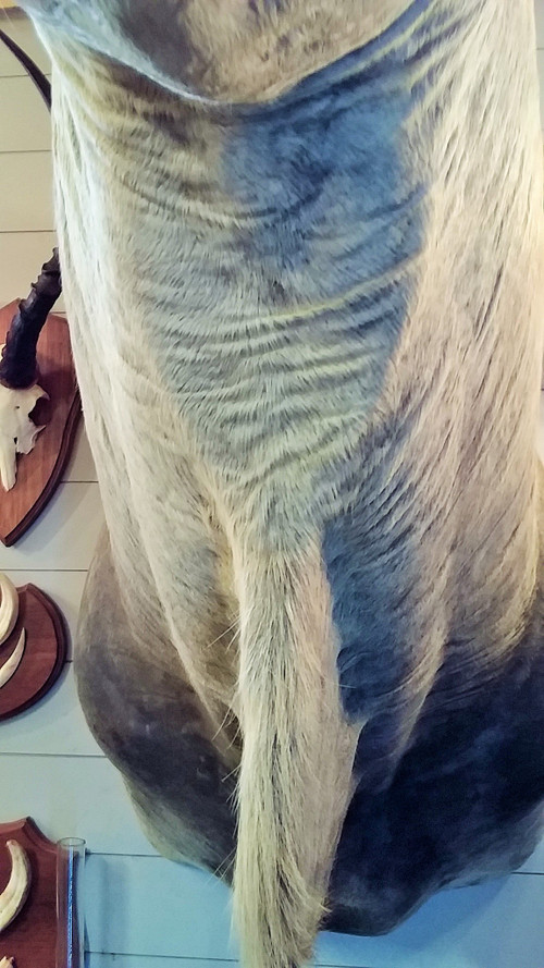 Taxidermie Cabinet de curiosité Trophée de chasse africaine buste d'élan du Cap 