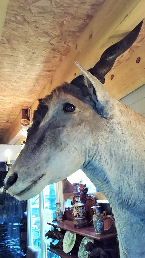 Taxidermie Cabinet de curiosité Trophée de chasse africaine buste d'élan du Cap 