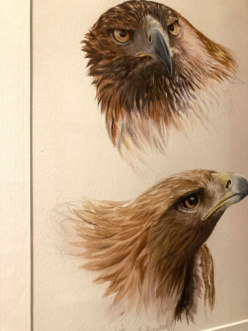 Watercolor with two royal eagle heads signed Philippe Varnardois