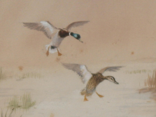 Watercolor signed by Roland Green ducks in the marshes, 20th century