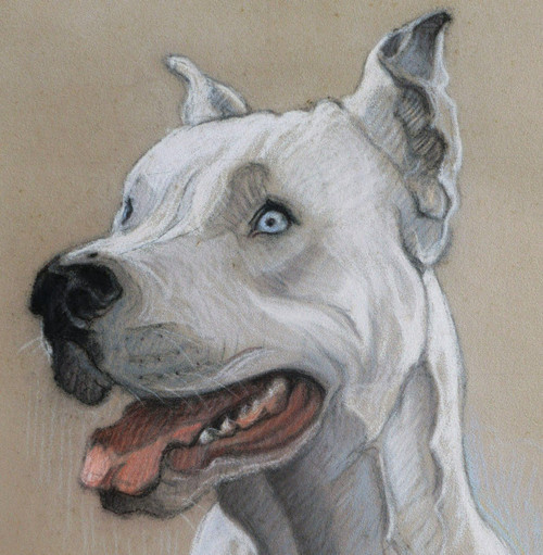 FRENCH SCHOOL circa 1930, Portrait of a blue-eyed Argentine mastiff