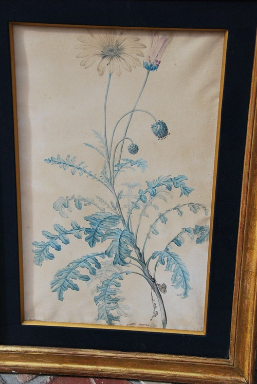 Redouté Pierre Joseph  , Paire Aquarelles De Fleurs Du XVIIIe siècle