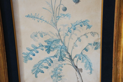 Redouté Pierre Joseph  , Paire Aquarelles De Fleurs Du XVIIIe siècle