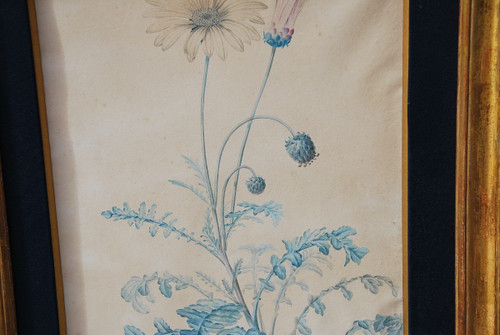 Redouté Pierre Joseph  , Paire Aquarelles De Fleurs Du XVIIIe siècle