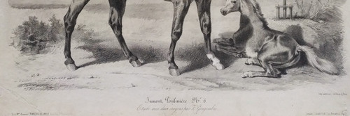 Horse Lithograph By Gengembre Old Print