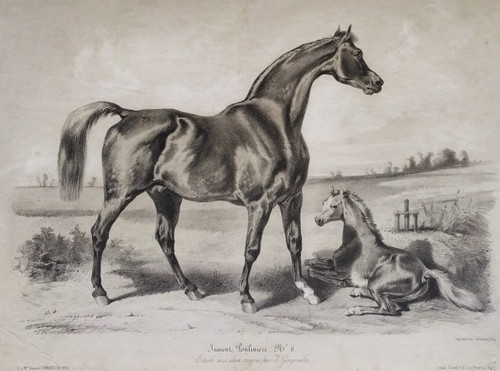 Horse Lithograph By Gengembre Old Print