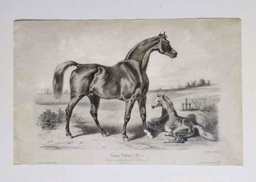 Horse Lithograph By Gengembre Old Print