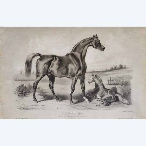 Horse Lithograph By Gengembre Old Print