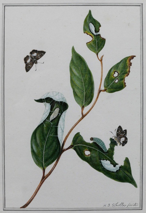 H. J. SCHELLER 18th-19th century Studies on butterflies, drawing, 1794