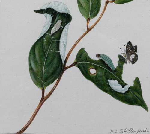 H. J. SCHELLER 18th-19th century Studies on butterflies, drawing, 1794