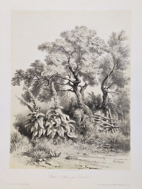 Study Of Trees After Hubert 19th Century Lithograph Old Print