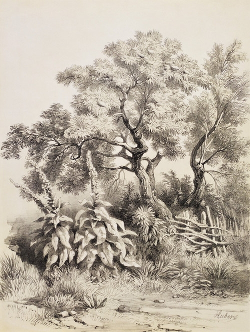 Study Of Trees After Hubert 19th Century Lithograph Old Print