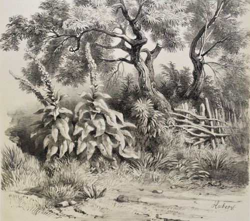 Study Of Trees After Hubert 19th Century Lithograph Old Print