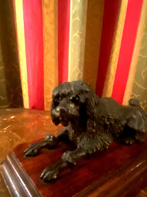 Royal poodle in patinated bronze on a precious wood base with lioness hairstyle Sulfide eyes 19th century