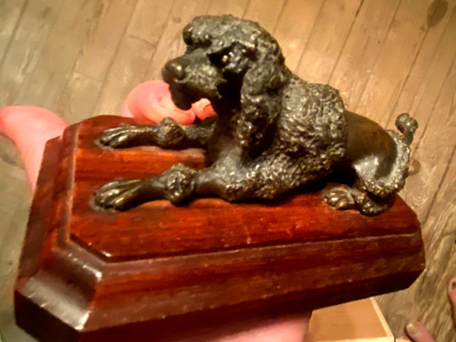 Royal poodle in patinated bronze on a precious wood base with lioness hairstyle Sulfide eyes 19th century