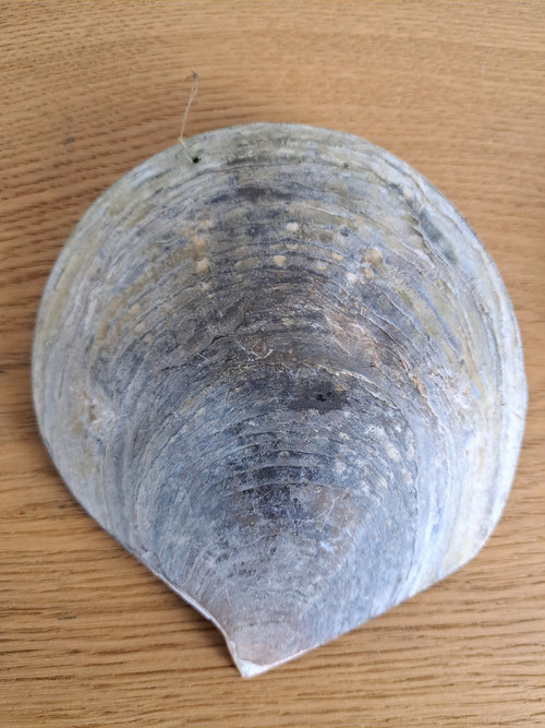 Paar Perlmuttmuscheln, Fischerpaar, Souvenir von Arcachon. Frühes 20. Jahrhundert.