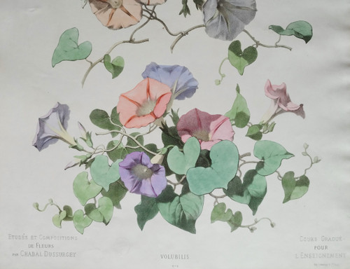 Litografia ad acquerello Volubilis Fiori Chabal Dussurgey