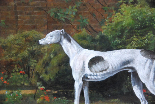 Lévrier Whippet , école Anglaise XIXe siècle