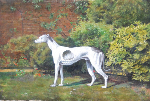 Lévrier Whippet , école Anglaise XIXe siècle