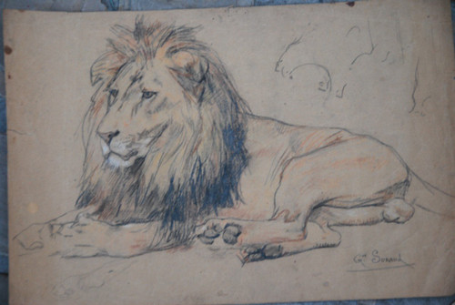 Lion , Drawing by Gustave Surand