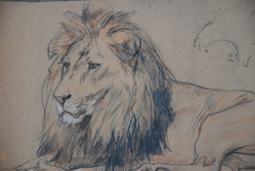 Lion , Drawing by Gustave Surand