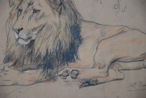 Lion , Drawing by Gustave Surand