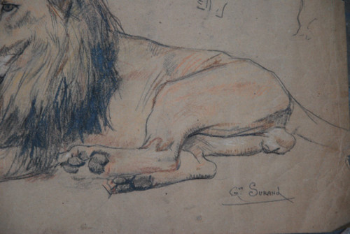 Lion , Drawing by Gustave Surand