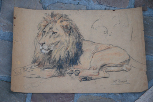 Lion , Drawing by Gustave Surand