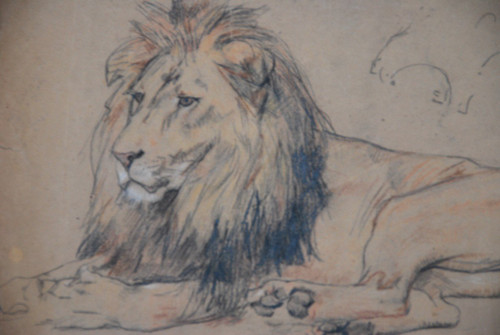 Lion , Drawing by Gustave Surand