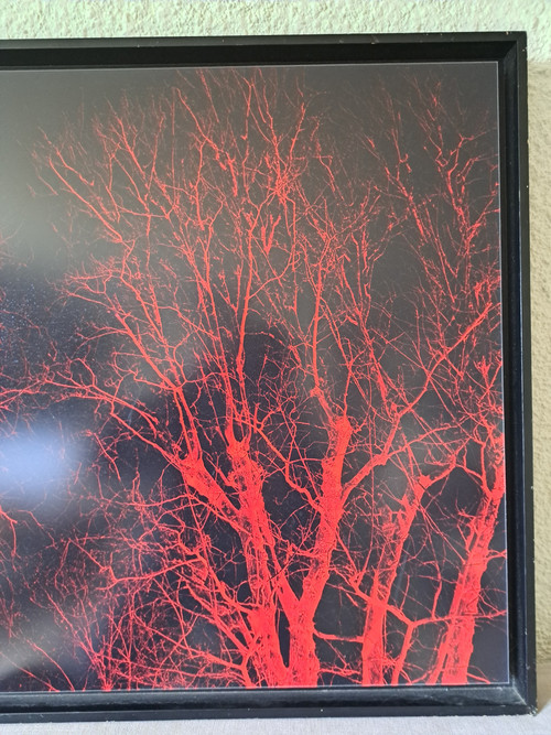 Eric Neveu, „Rotes Holz“, Fotografie, 20. Jahrhundert.