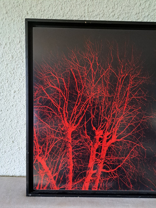 Eric Neveu, „Rotes Holz“, Fotografie, 20. Jahrhundert.