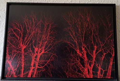 Eric Neveu, „Rotes Holz“, Fotografie, 20. Jahrhundert.