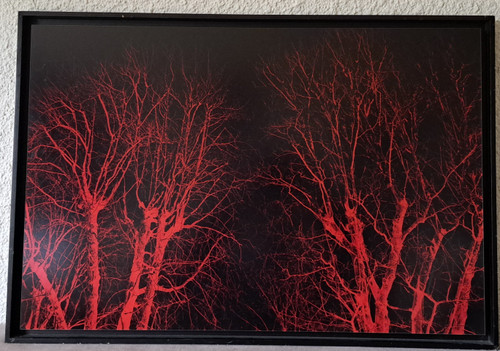 Eric Neveu, „Rotes Holz“, Fotografie, 20. Jahrhundert.