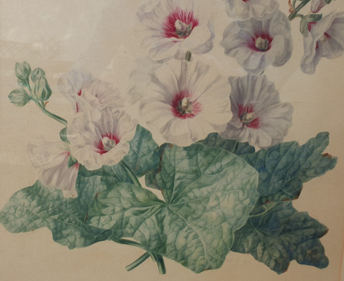 19th century French school - Hollyhocks