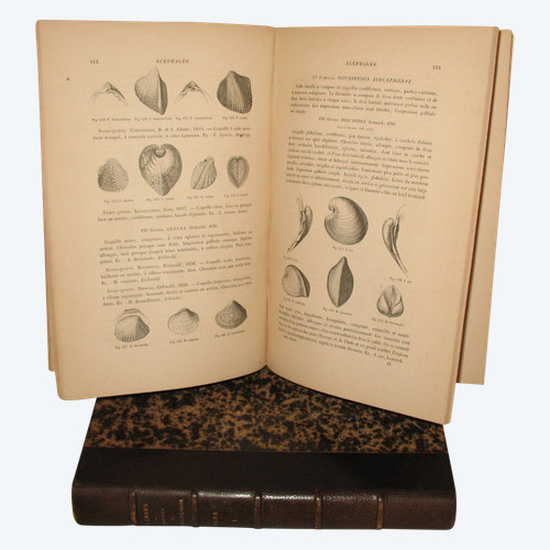 Conchology manual by J.C. Chenu in 2 complete volumes from 1859 with shell plates