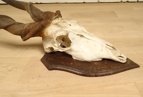 Hunting Trophy Massacre Horns African Antelope Cape Eland Africa 20th