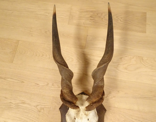 Hunting Trophy Massacre Horns African Antelope Cape Eland Africa 20th