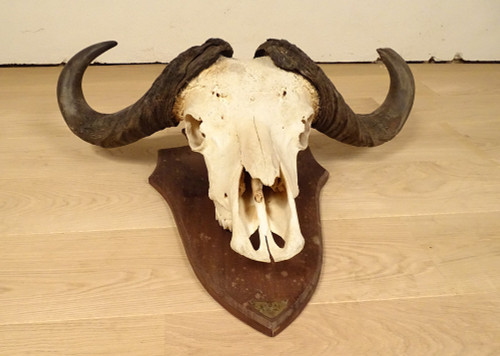 Hunting Trophy Massacre Horns African Buffalo Caffer Africa Deco 20th