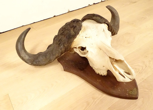 Hunting Trophy Massacre Horns African Buffalo Caffer Africa Deco 20th