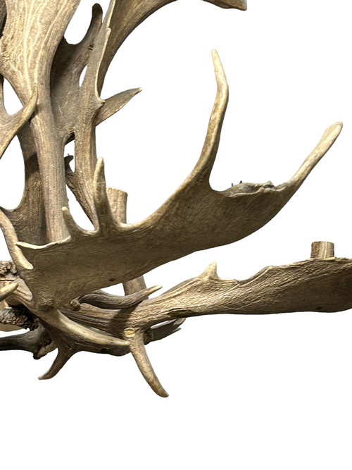 Important Elk Antler Chandelier Early 20th Century - Deer Antlers