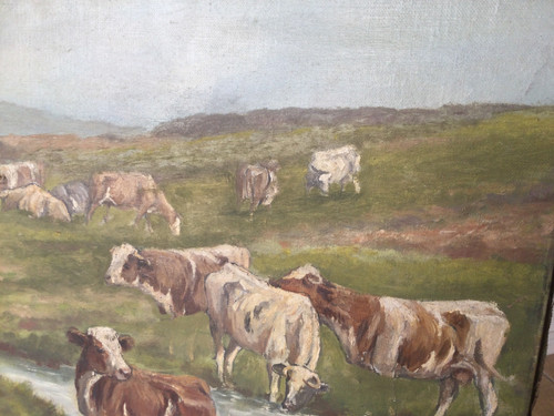 Herd of cows